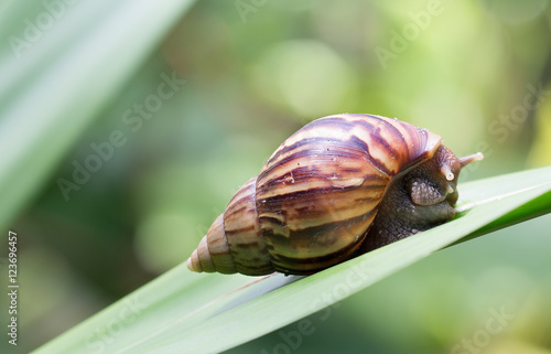 Canvastavla Snail on green leaf in the garden.