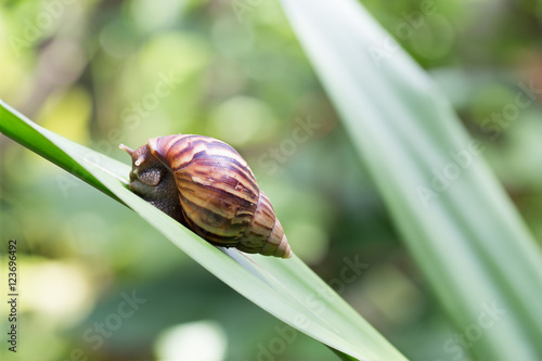Photography Snail on green leaf in the garden.