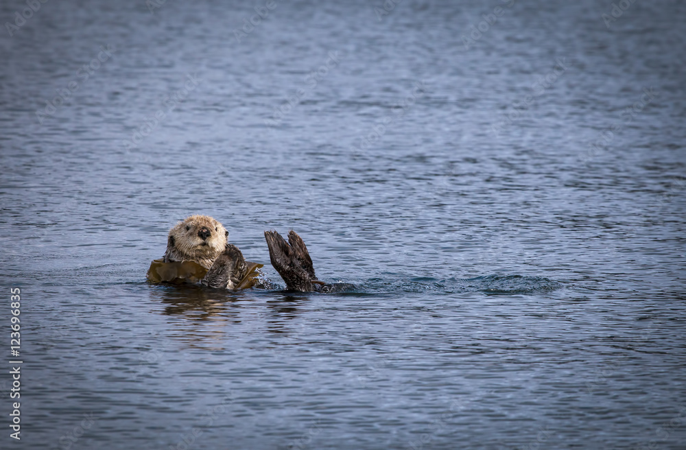 Fototapeta premium Sea Otter with kelp