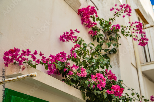 bougainvillea glabra on white wall © Vivida Photo PC