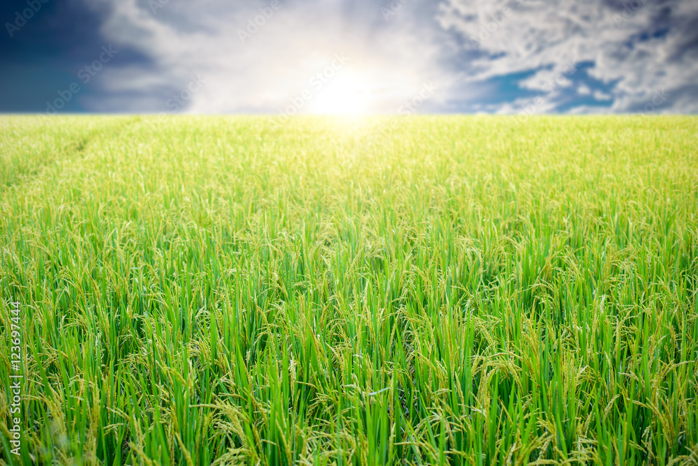 Green rice fields in blue sky and clouds Green rice fields in blue sky and clouds