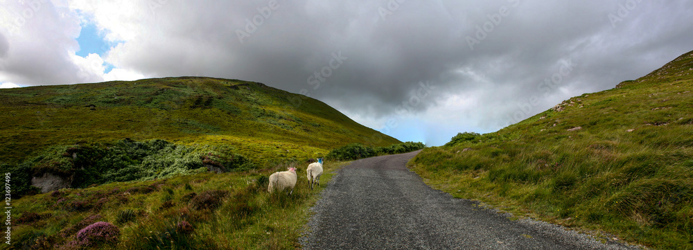 Obraz premium mouton route irlandaise