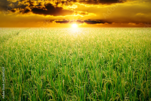 Green rice field in sunset
