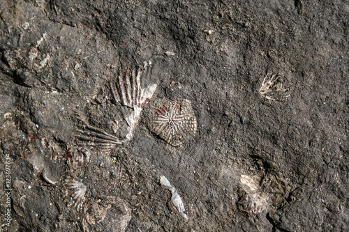 Brachiopod fossils