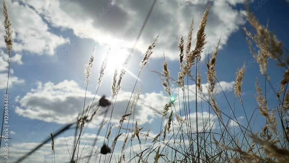 lonely grass dry in the field on background of sky blue autumn nature tree lonely grass dry in the field on background of sky blue autumn nature tree
