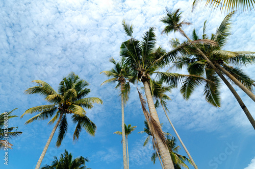 beautiful nature  coconut tree at tropical beach cloudy blue sky