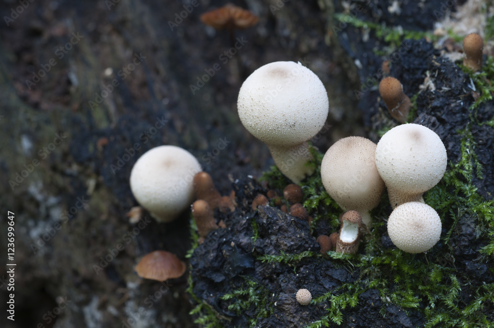 Puffball mushrooms on a stump Puffball mushrooms on a stump