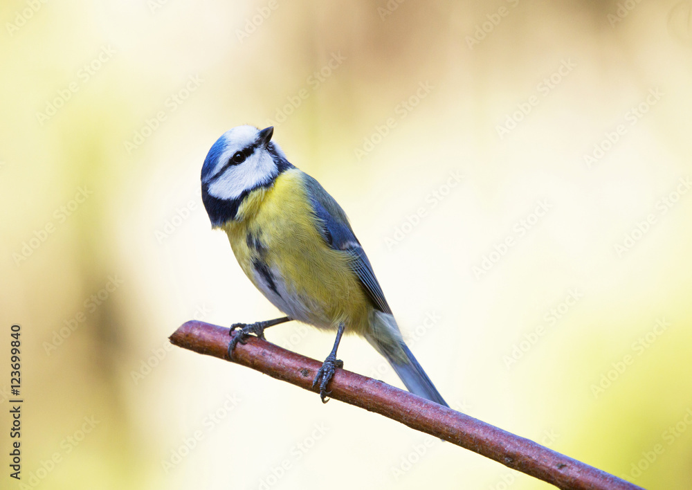 Fototapeta premium Blue tit