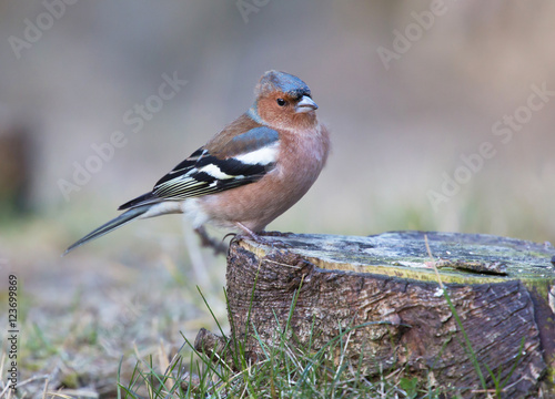 Common chaffinch