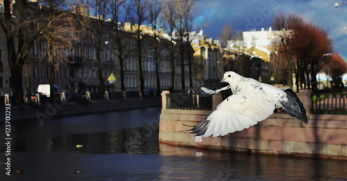 Saint Petersburg, seagull flying on background of the city