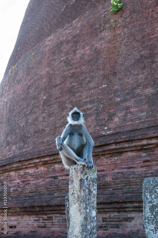 Hanuman or Grey Langur sitting on a pillar in ancient city of Polonnaruwa, Sri Lanka