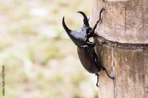 beetle © krittisak1122
