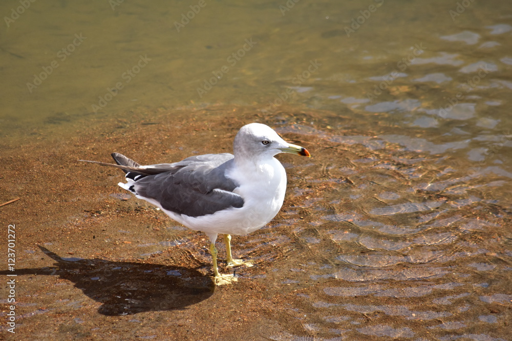 Fototapeta premium 水辺に立つカモメ