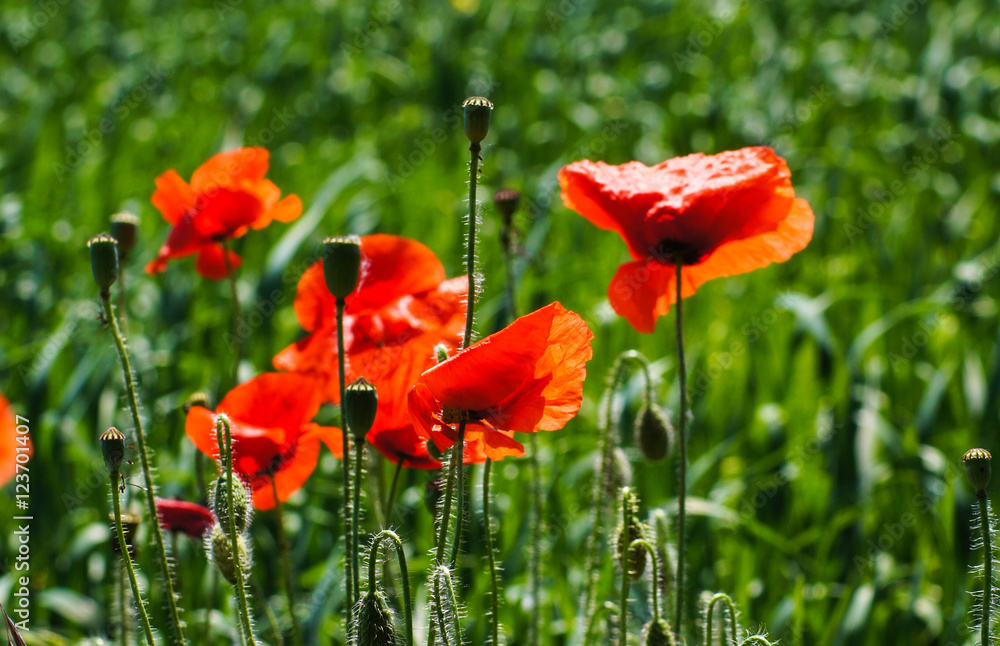 Obraz premium Vivid poppy field