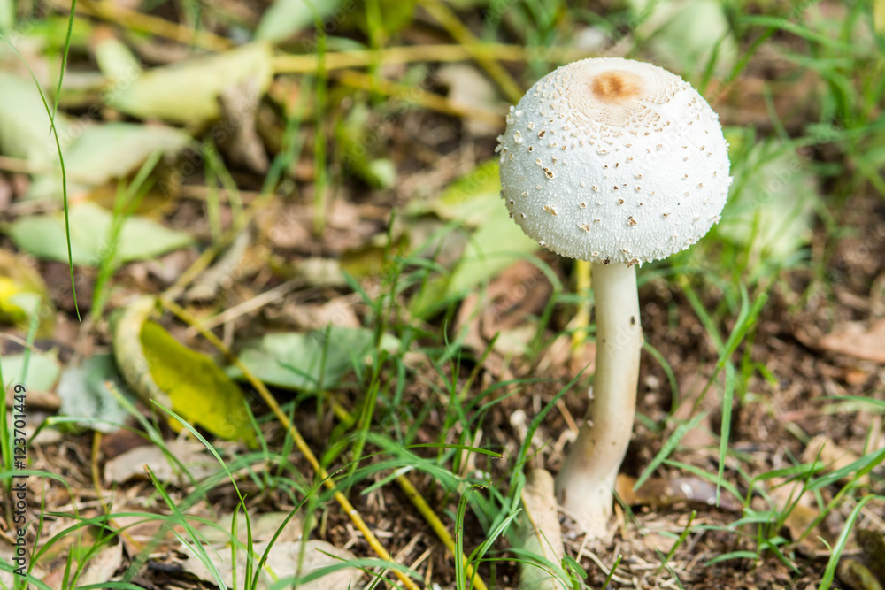 Psilocybin mushroom, also known as Magic Mushroom Psilocybin mushroom, also known as Magic Mushroom