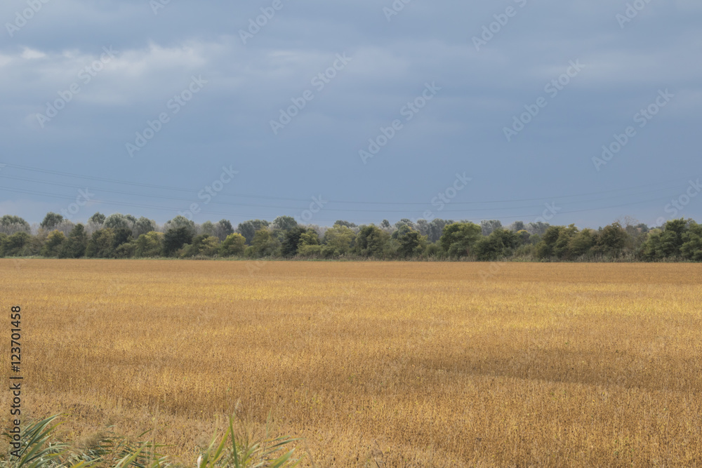 cultivated field in autumn