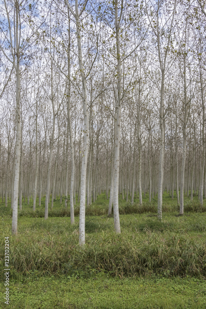 Obraz premium birch growing