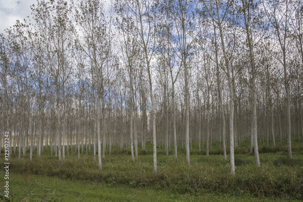 Obraz premium birch growing