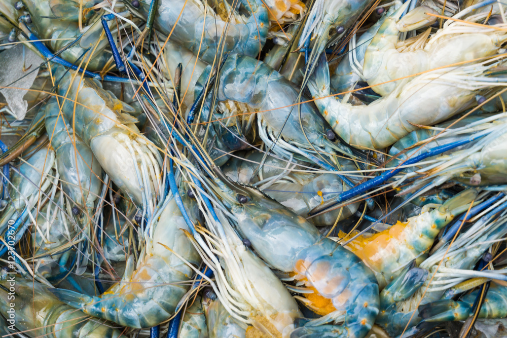 River shrimp with egg in fresh market River shrimp with egg in fresh market