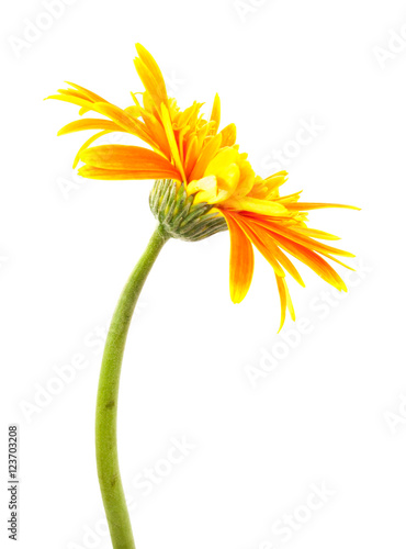 single gerbera  flower yellow isolated