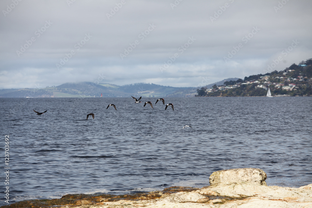 Pied oystercatcher birds