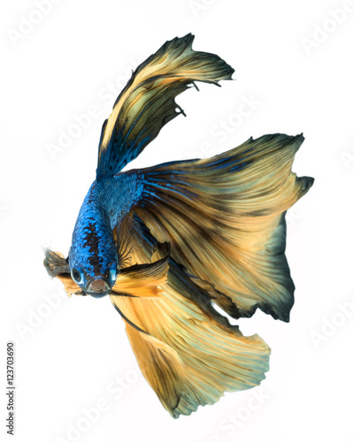 Yellow tail betta fish on a white background