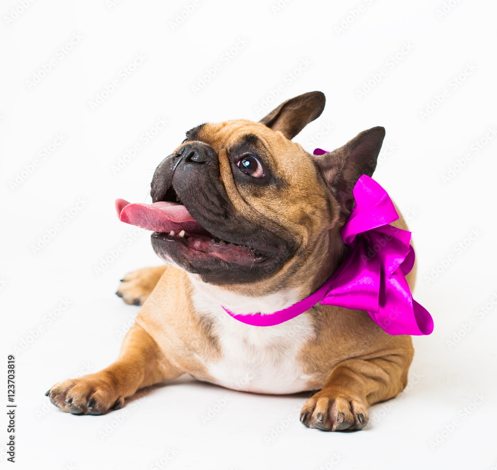 Obraz premium Animals. One beige dog French Bulldog white isolated, purple bow