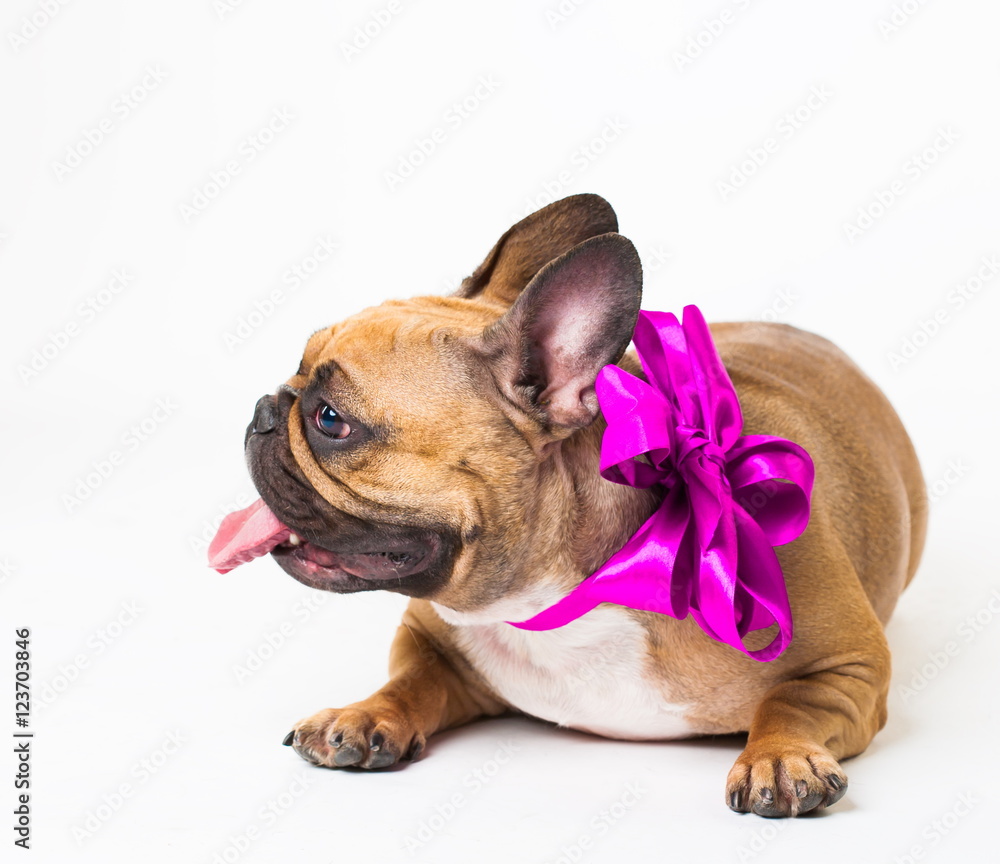 Animals. One beige dog French Bulldog white isolated, purple bow