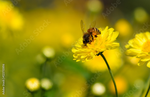 Bee on flowers © tippapatt