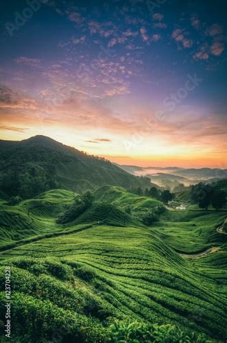 Tea Plantation during sunrise surrounded by mountain and hills