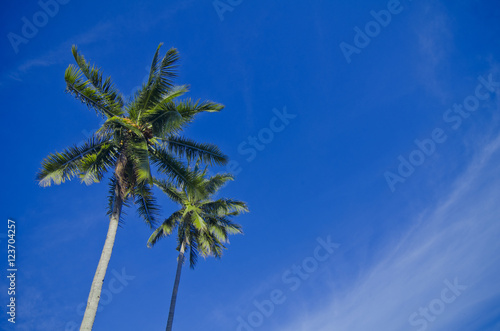 two coconut tree