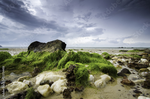 blurred and soft image of white and brown wet stone covered with green moss at the beach.