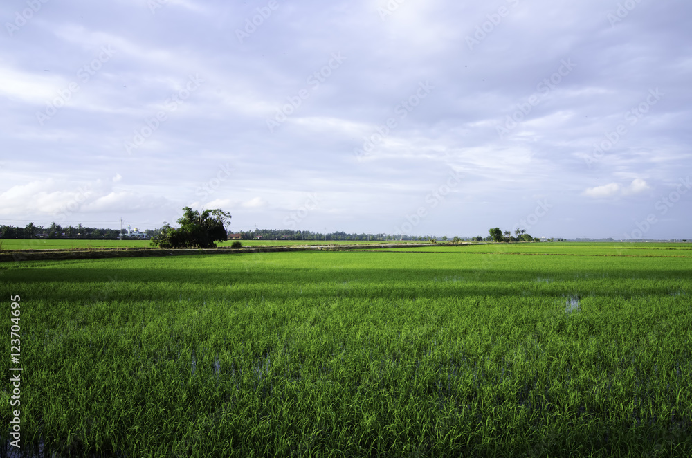 green paddy field with cloudy sky at new season. green paddy field with cloudy sky at new season.
