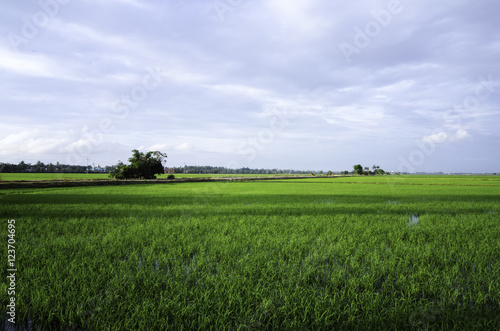 green paddy field with cloudy sky at new season. © amirul syaidi