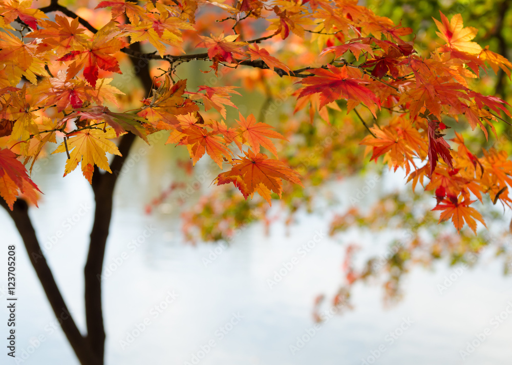 Autumn leaves Autumn leaves