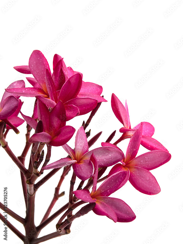 Closed Up group of pink flowers (Frangipani, Plumeria)