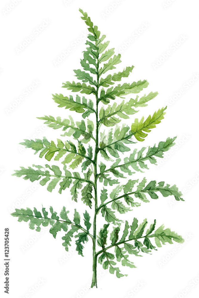 Fern painted with watercolors on white background. Green forest plants branch. Forest herb Fern painted with watercolors on white background. Green forest plants branch. Forest herb