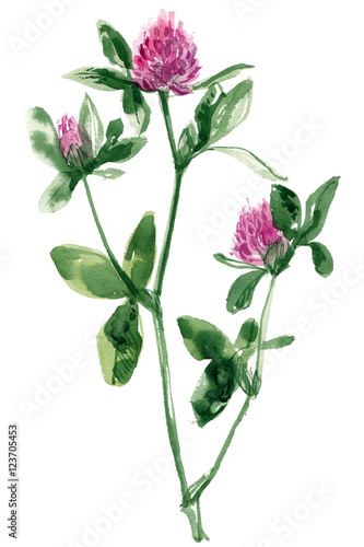 Clover. Sprig of green painted with watercolors on white background. Study of forest herbs