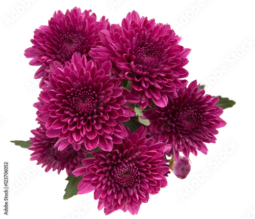 purple flower isolated