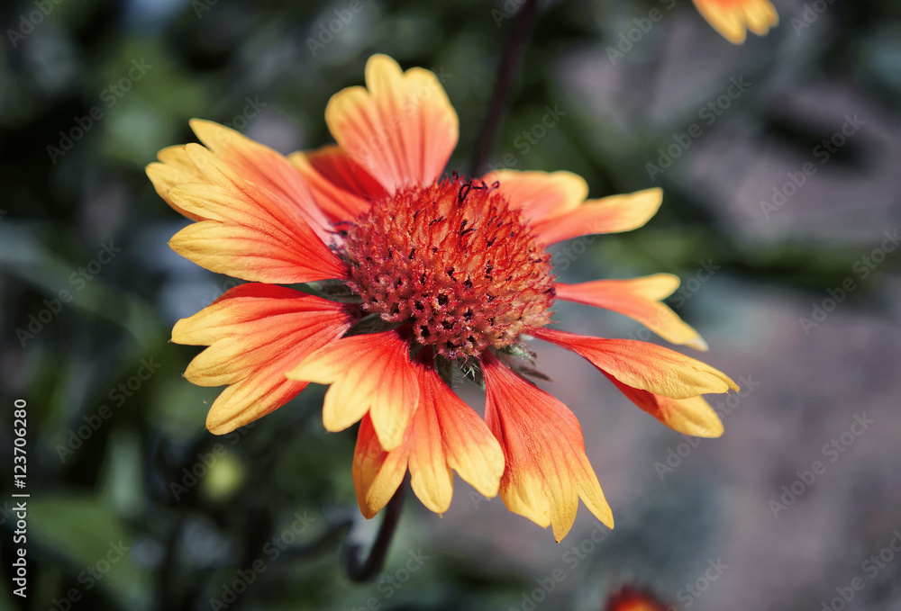 Orange flower against the background of leaves. Orange flower against the background of leaves.