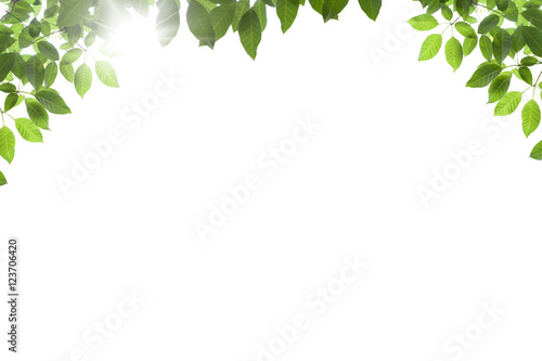 Fresh spring green leaves isolated