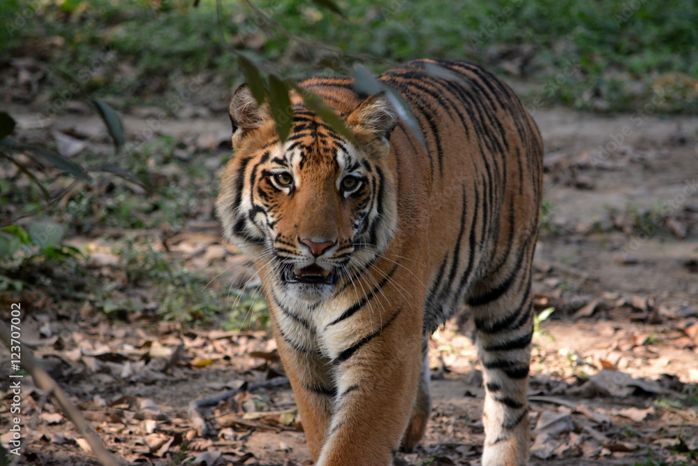 Royal Bengal Tiger Royal Bengal Tiger