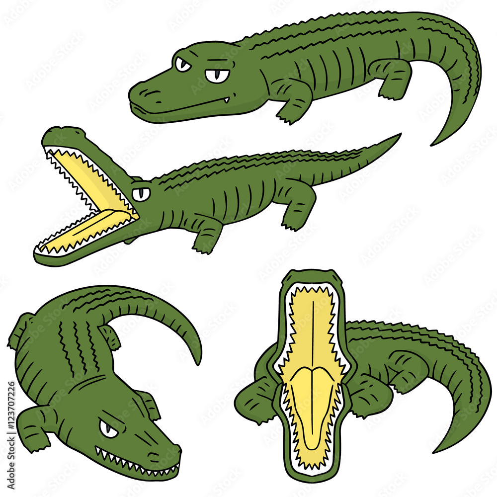 Fototapeta premium vector set of crocodile