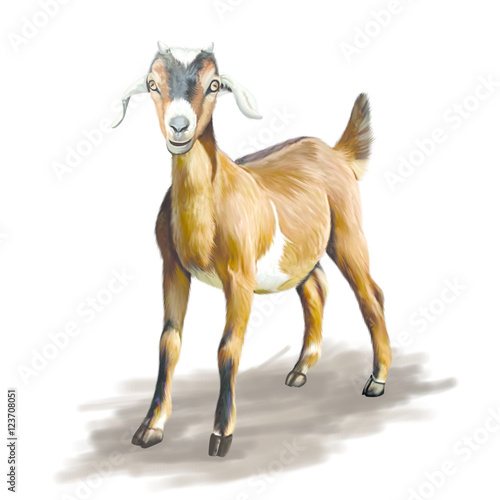 Goat