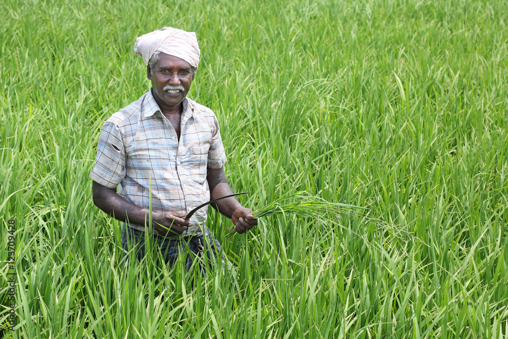 Indian Man Holding sickle and crops Indian Man Holding sickle and crops