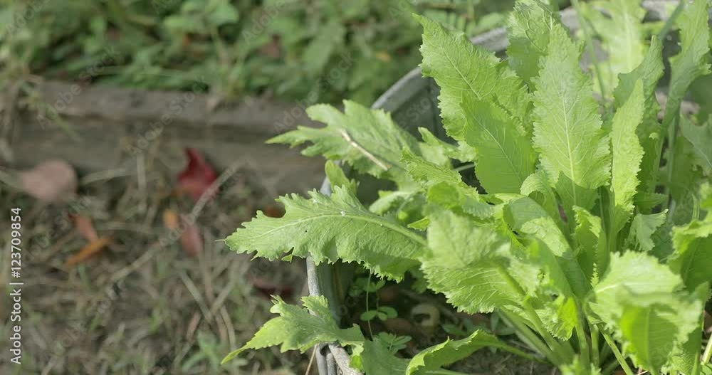 A horseradish plant grows in a metal bucket in a garden. A horseradish plant grows in a metal bucket in a garden.