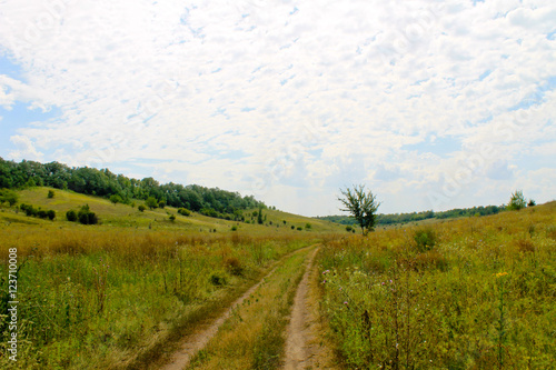 Summer landscape with meadow  trees and hills