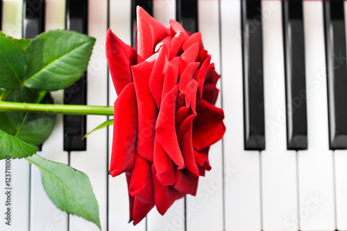 красная роза на клавишах фортепиано