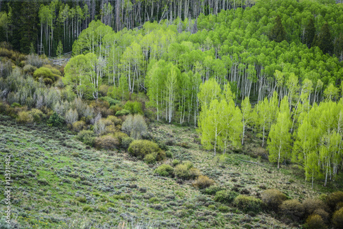 Streamside Aspens Spring