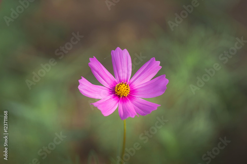 Cosmos flowers blooming in the garden